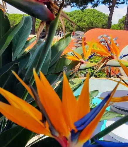 Location D'hotes Grau Du Roi Mas Des Marines Piscine Adult Only Bed & Breakfast